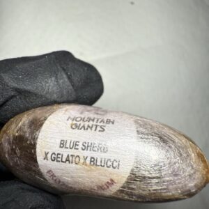 Mountain Giants Eggs eu